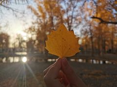 -金塔沙漠胡杨林景区