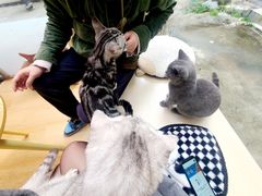 -猫咪派对(江南西店)