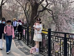 -桃花堤公园
