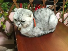 -李小姐の猫咖啡馆(五角场店)