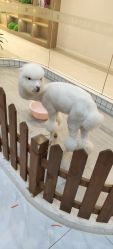 -Moni星球萌宠·小马宝莉·灵蛇·高端高阶全萌宠互动体验俱乐部(红豆国际广场店)