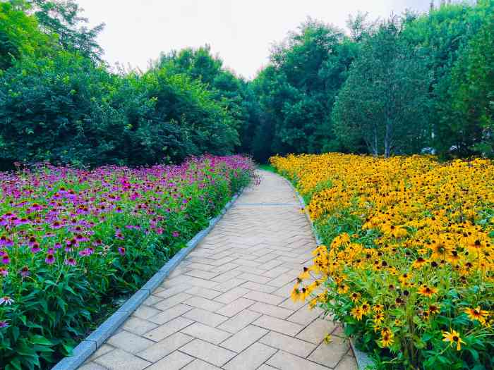 喜歡在固安跑步畫圈這個濱河公園的河道里種滿了荷花沿著河邊和幾個