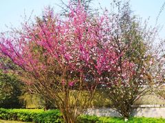 -铁山坪森林公园