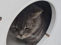 -喵园·猫主题咖啡厅·撸猫·猫咖(国贸店)