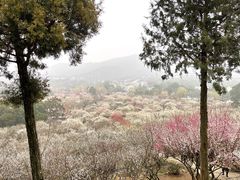 -香雪海