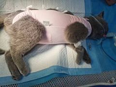 -佳怡动物医院·平价24小时·猫专科骨外科