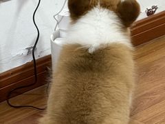 -艾贝尔宠物医院 ·中兽医·宠保定点(北门桥店)