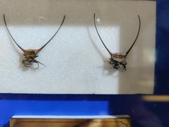 -上海昆虫博物馆