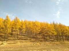 -塞罕坝国家级自然保护区