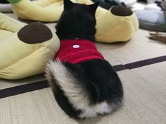 -逗柴咖啡屋·狗咖猫咖宠物桌游