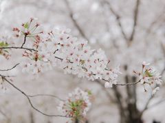 -顾村公园