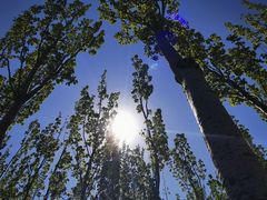 -大兴滨河森林公园