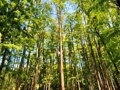 -上海共青森林公园