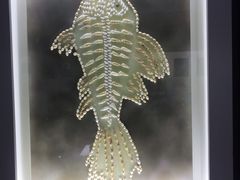 -贝壳王国博物馆