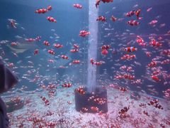 -海合安成都极地海洋公园