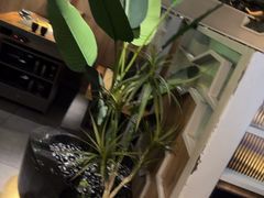 -湊湊火锅·茶憩(皇姑万象汇店)