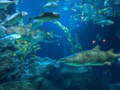 -暹罗海洋世界
