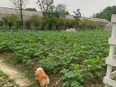 -洪湖家庭农场·团建·露营·会议