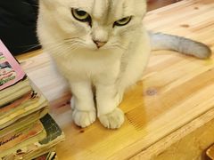 -猫色咖啡·猫咖