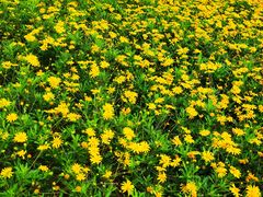 -东莞植物园
