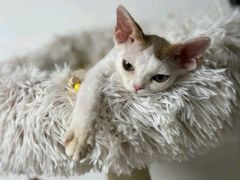 -山宅一喵德文卷毛猫舍