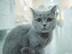 -BABIT巴比特宠物(MOMOPARK店)