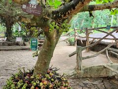 -海南热带野生动植物园