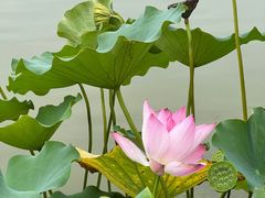 -莲花池公园