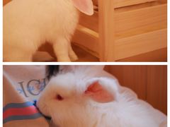 -猫猫幼稚园·撸猫·桌游·电玩