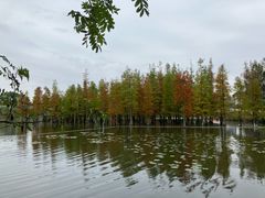 -白鹭湾湿地公园