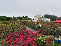 -立新湖公园