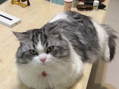 -芭比堂动物医院·心脏专科·夜诊·吉雅分院
