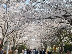 -高东镇樱花园