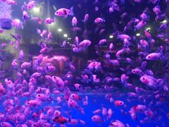 -中环花鸟鱼虫市场