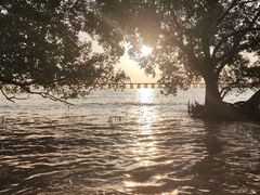 -宝安西湾红树林湿地公园