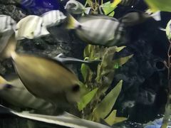 -太平洋海底世界