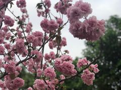 -天适樱花悠乐园