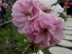 -天适樱花悠乐园