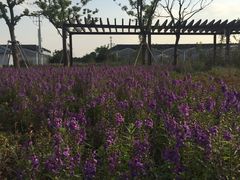-菊园百果园