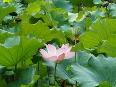 -陈家山荷花公园