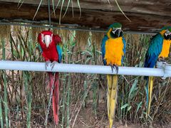 -西霞口神雕山野生动物世界