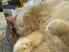 -平行世界·猫咖(首经贸店)