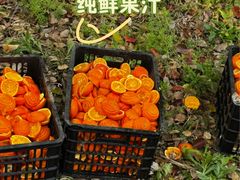 -上海佘山国家森林公园天马山园