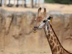 -杭州野生动物世界