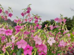 -东莞植物园