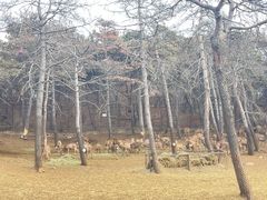 -沈阳森林动物园