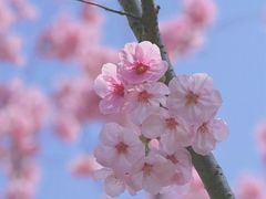 -顾村公园