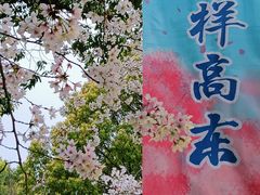 -高东镇樱花园