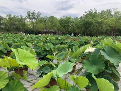 -莲花池公园