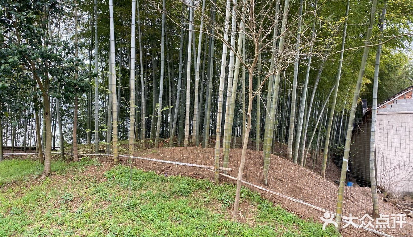 地理位置： 宜兴  约着去朋友家挖笋